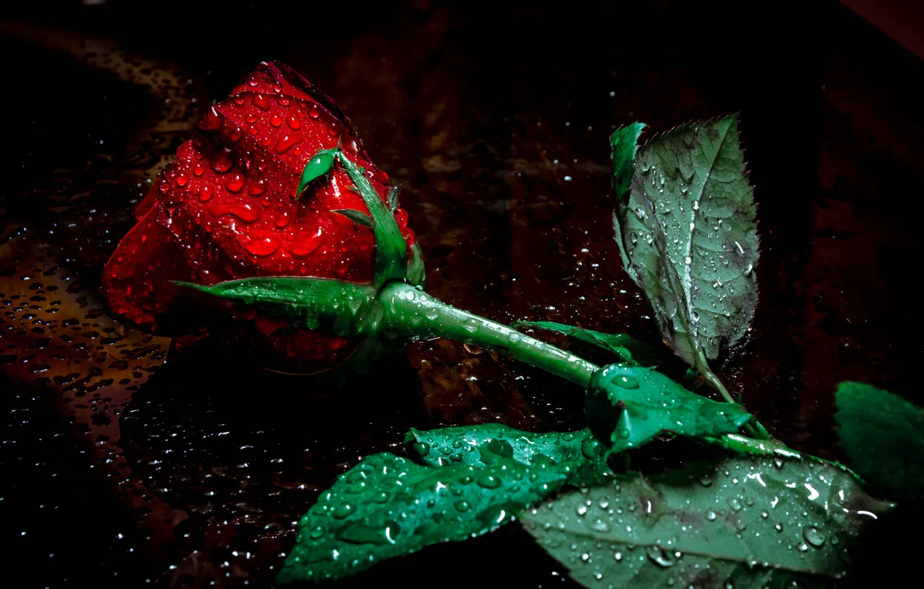 Фото обои цветок, капельки, роза, бутон