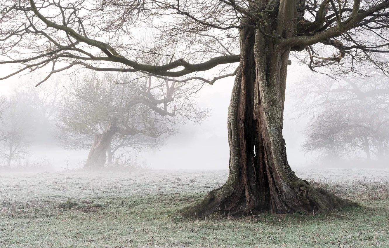 Фото обои природа, туман, дерево