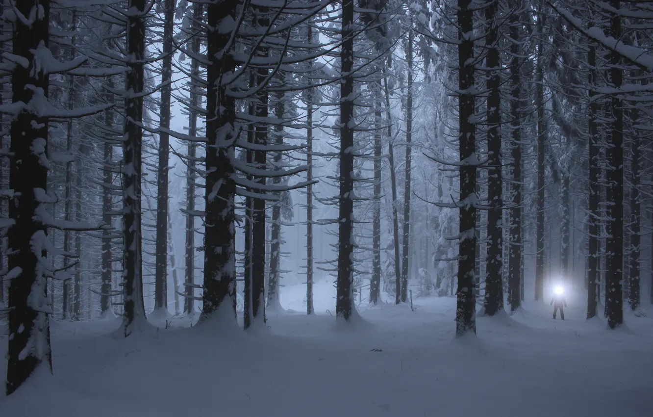 Фото обои Light, Winter, Night, Snow, White, Forest, Cold
