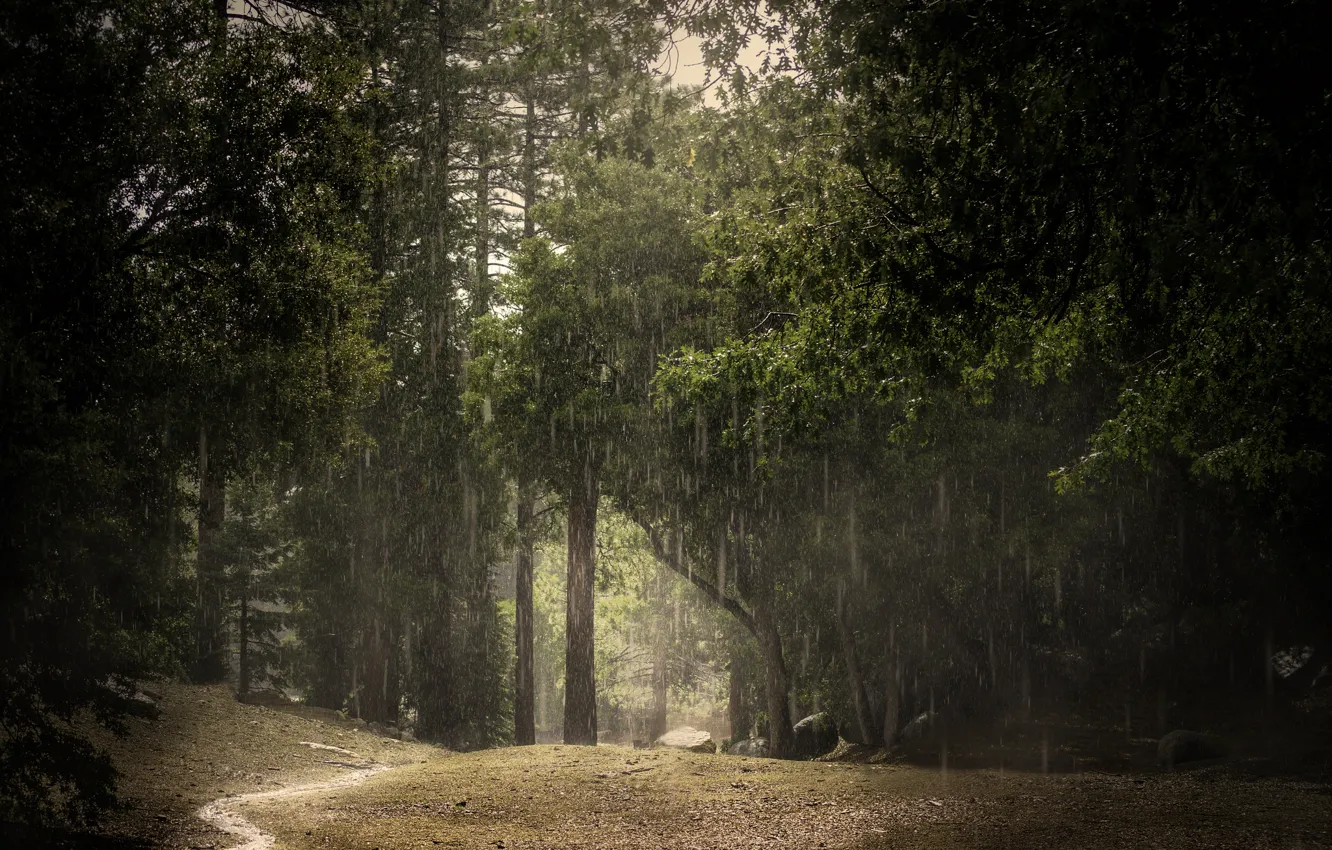 Фото обои лес, лето, дождь