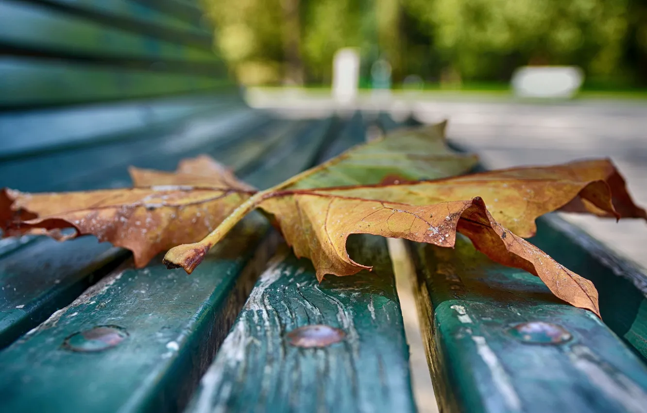 Фото обои осень, макро, лист, скамья
