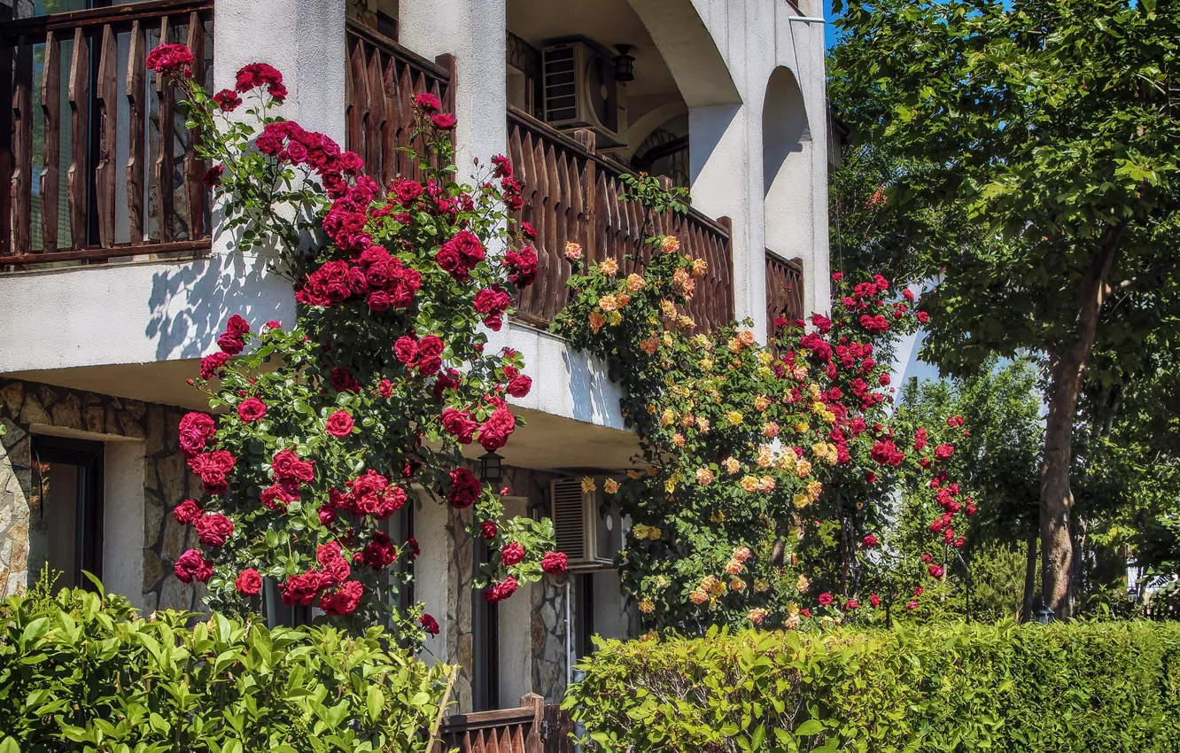 Фото обои Цветы, Природа, Деревья, Дом, House, Розы, Nature, Flowers