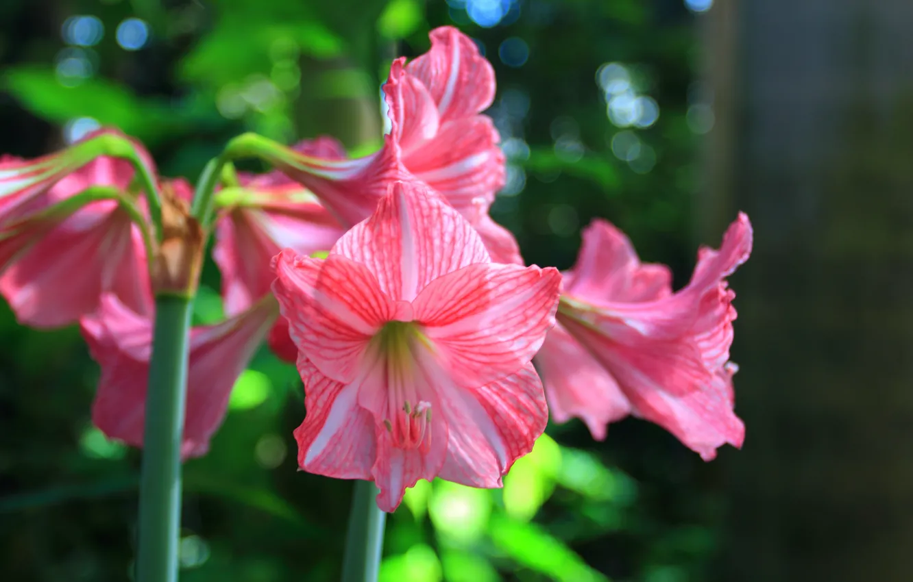 Фото обои Lily, Лилии, Pink lily, Розовые лилии