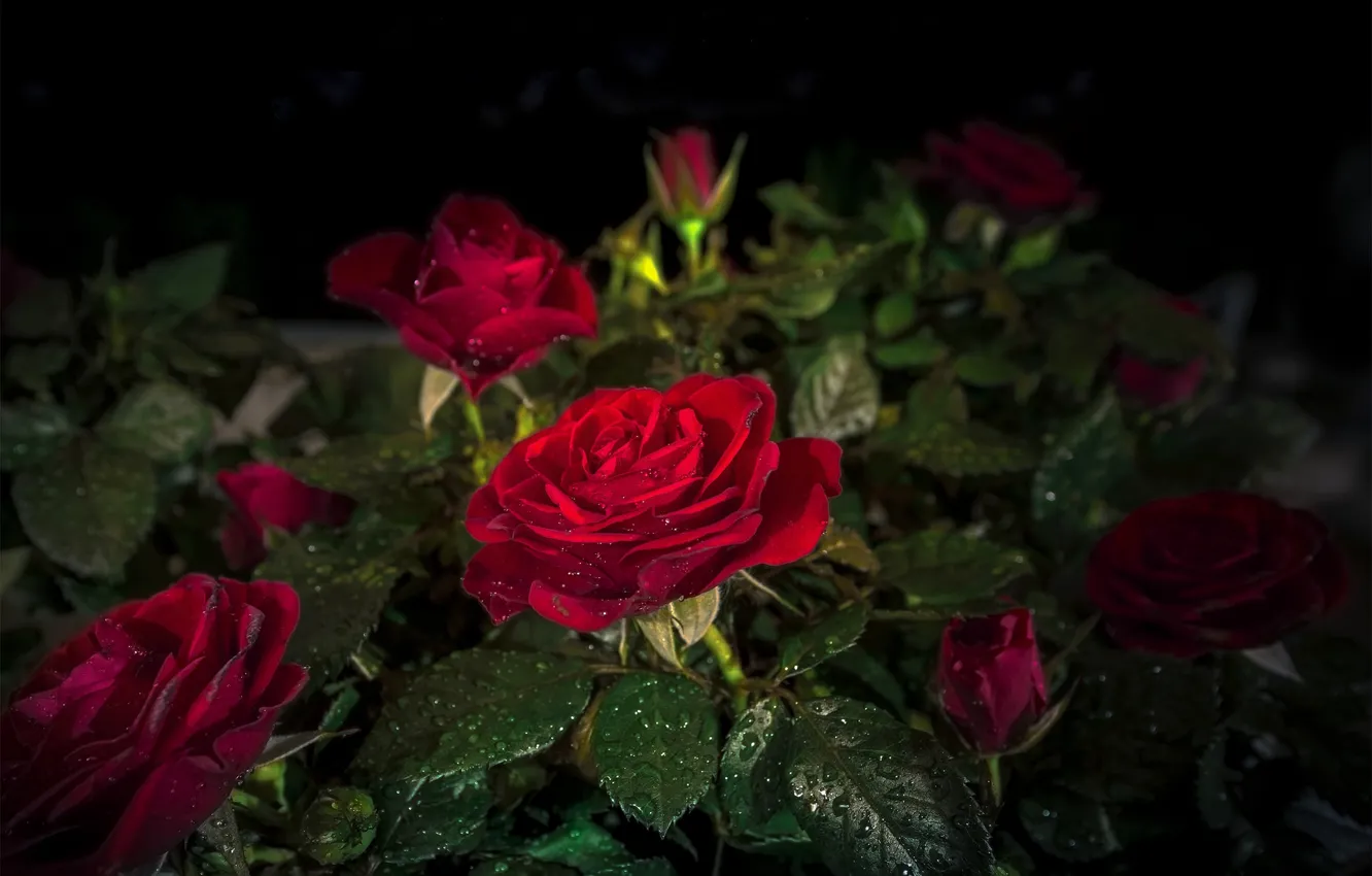 Фото обои листья, капли, ночь, розы, красные, Red, Roses, Drops