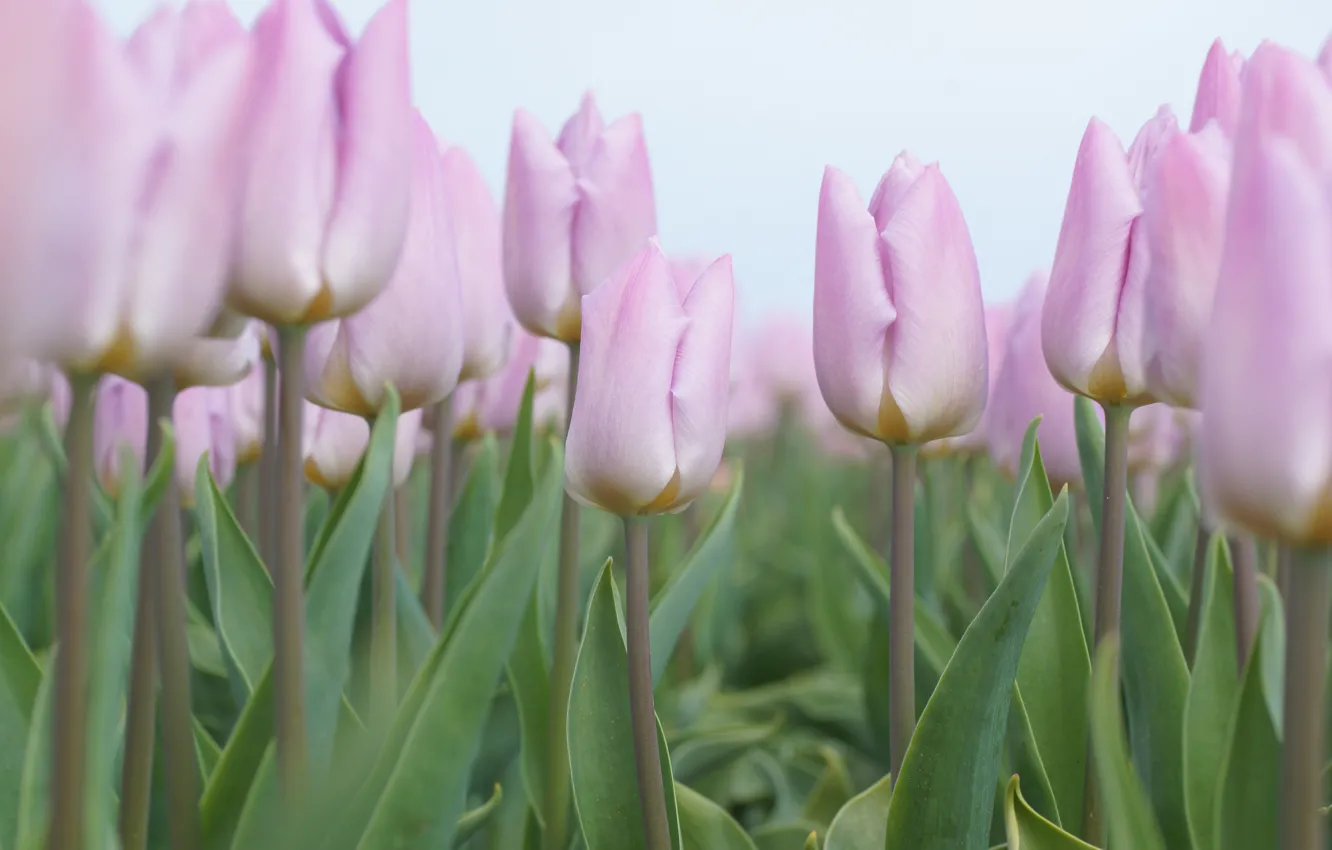 Фото обои цветы, весна, тюльпаны, розовые, бутоны, клумба