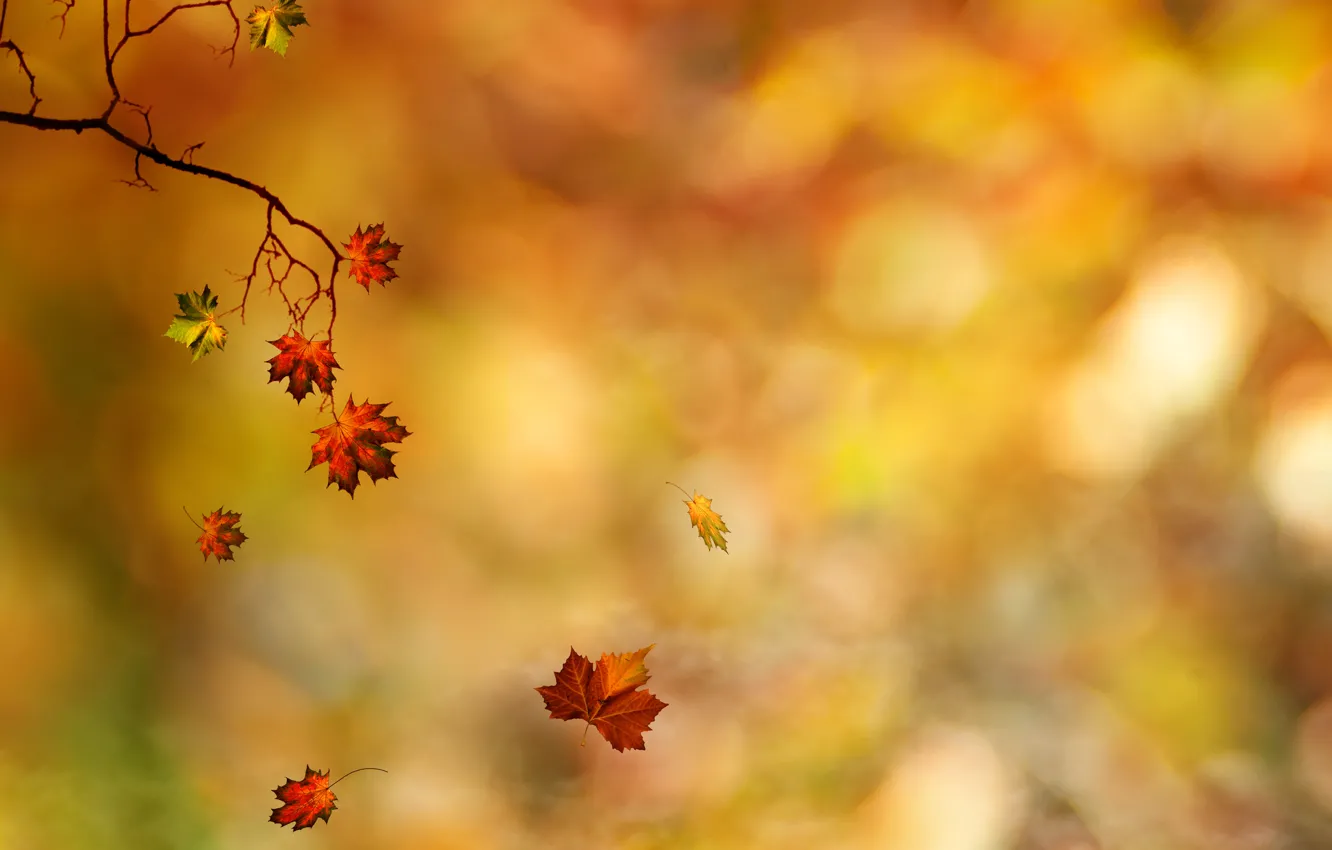 Фото обои осень, листья, ветки