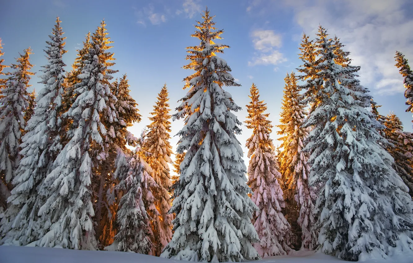 Фото обои зима, лес, утро