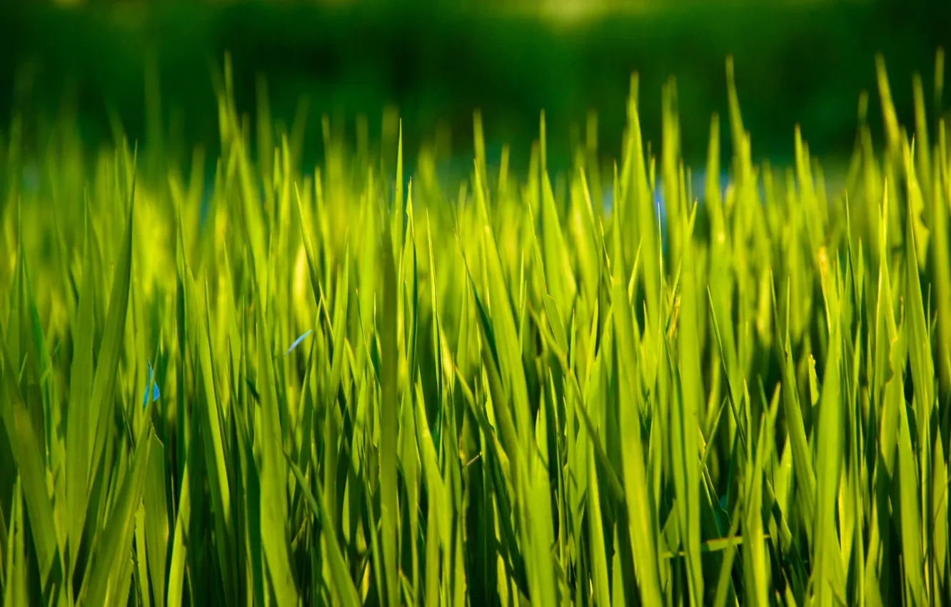Фото обои зелень, лето, трава, солнце, лучи, природа, фон, обои