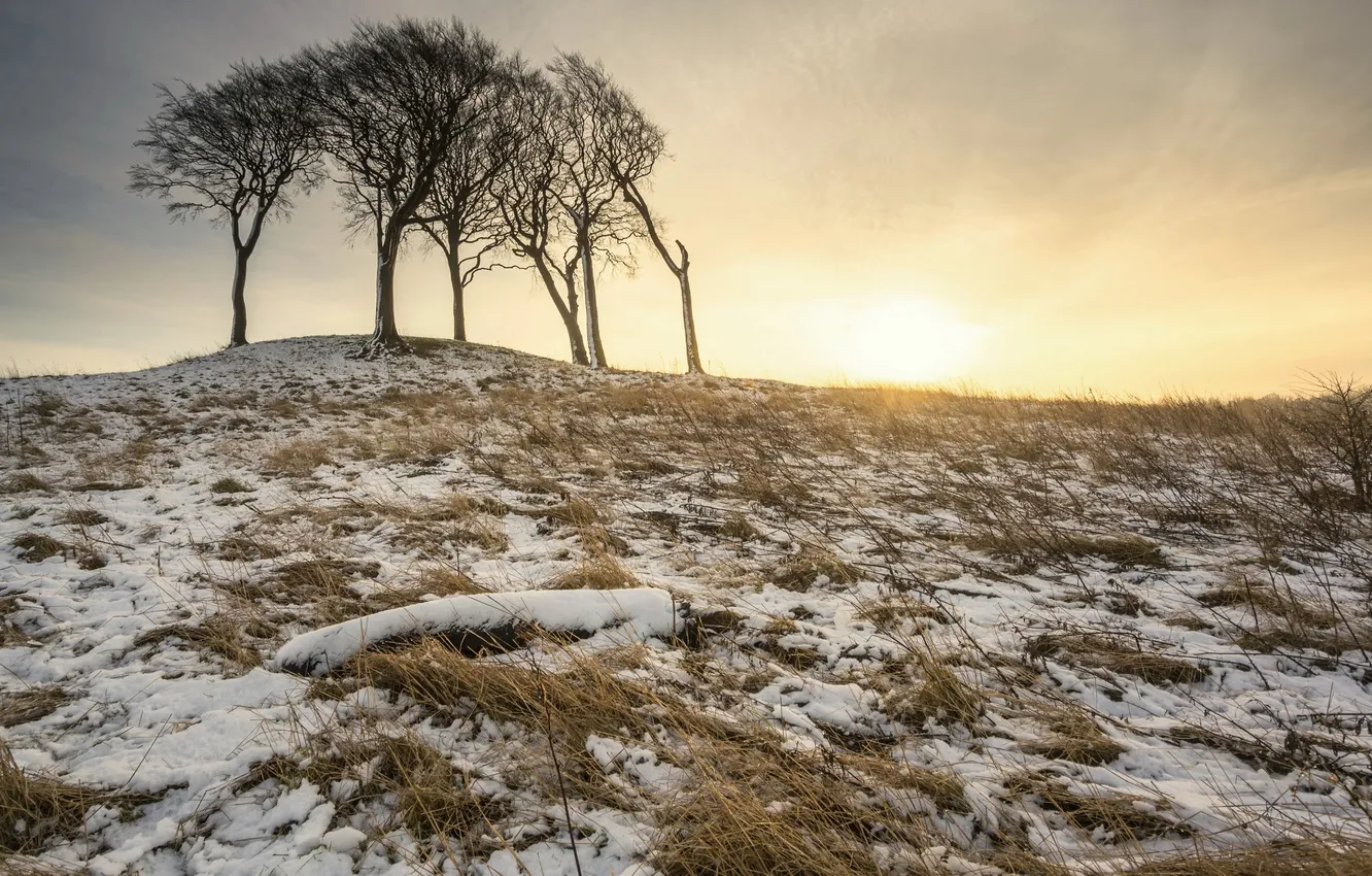 Фото обои зима, снег, деревья, природа, утро