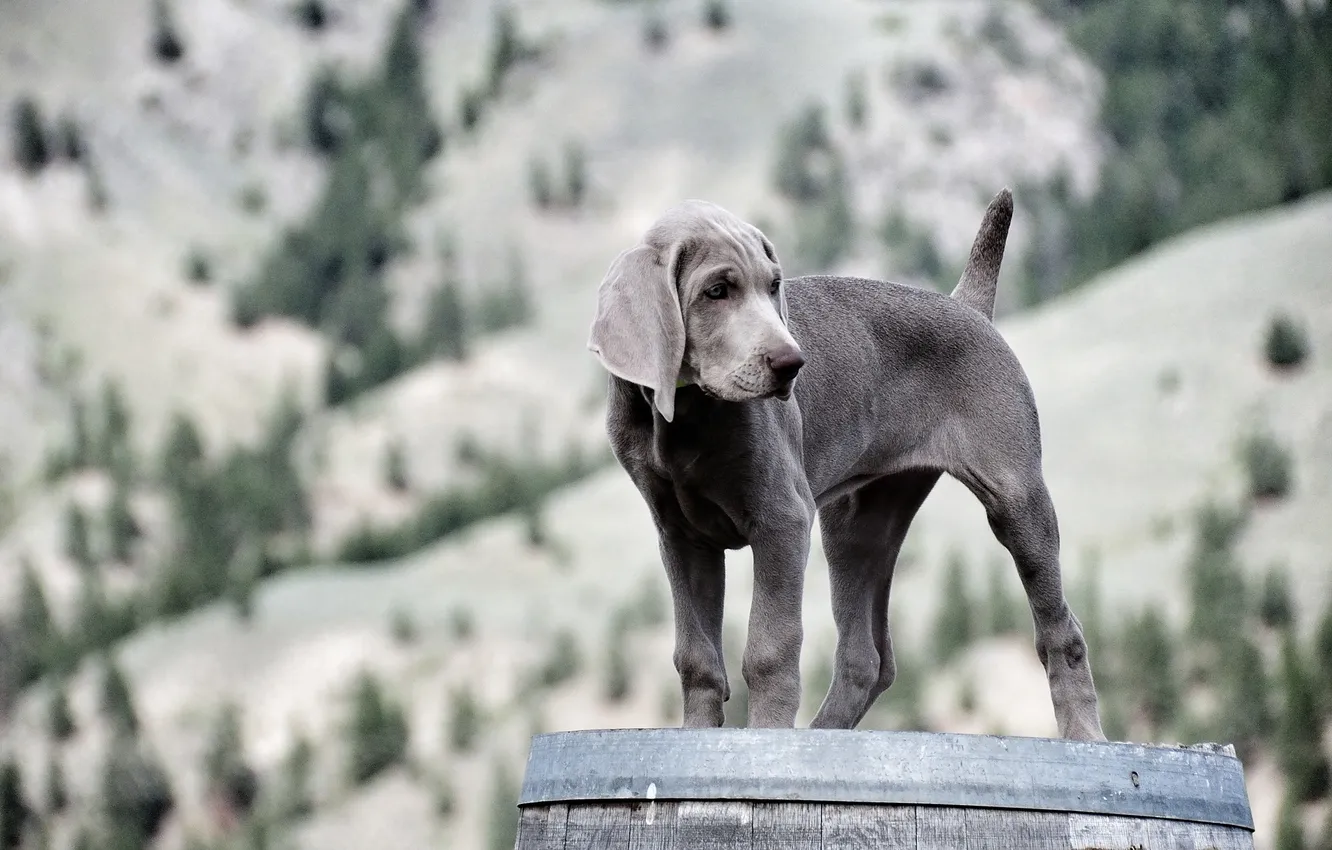 Фото обои взгляд, собака, щенок, weimaraner