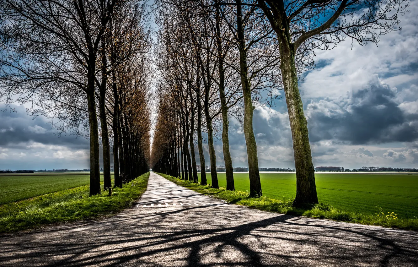 Фото обои дорога, поле, деревья, природа