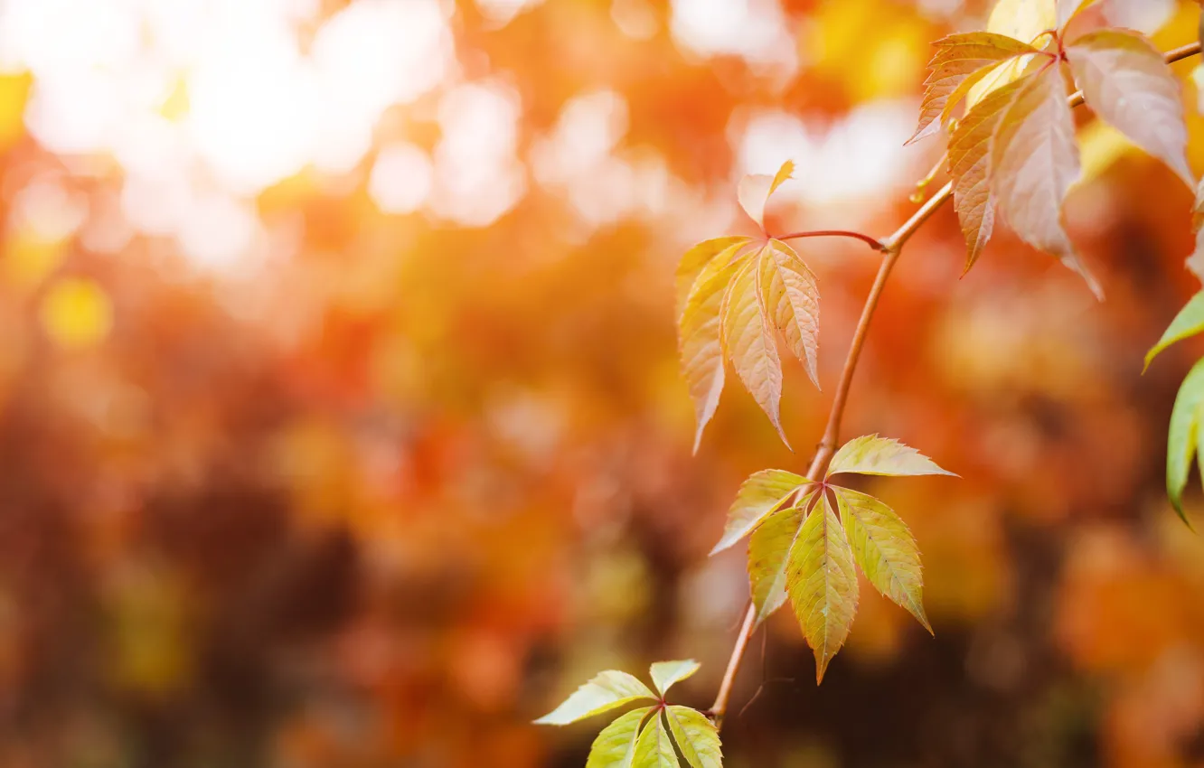 Фото обои осень, листья, ветки, боке