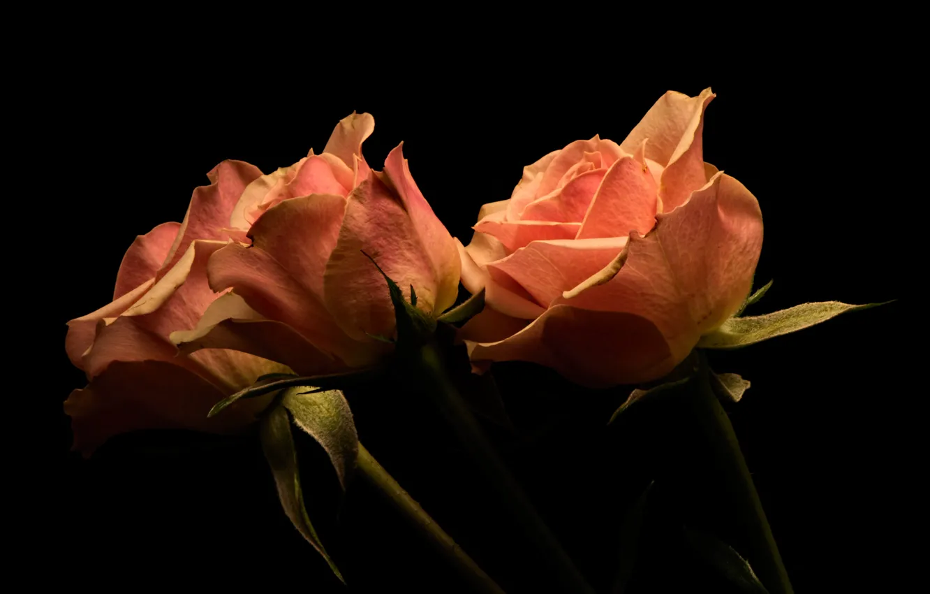Фото обои цветы, фото, розы