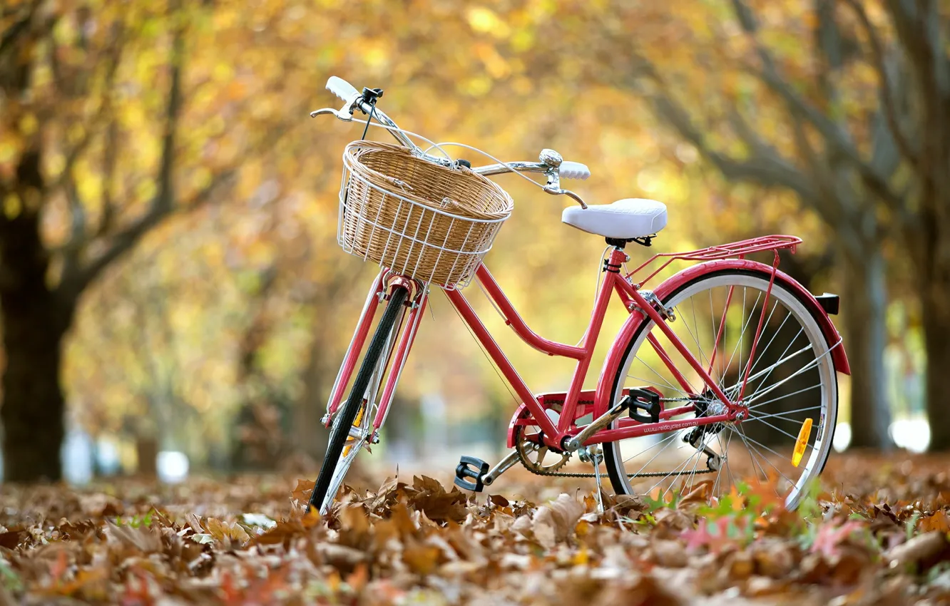 Фото обои листья, велосипед, улица