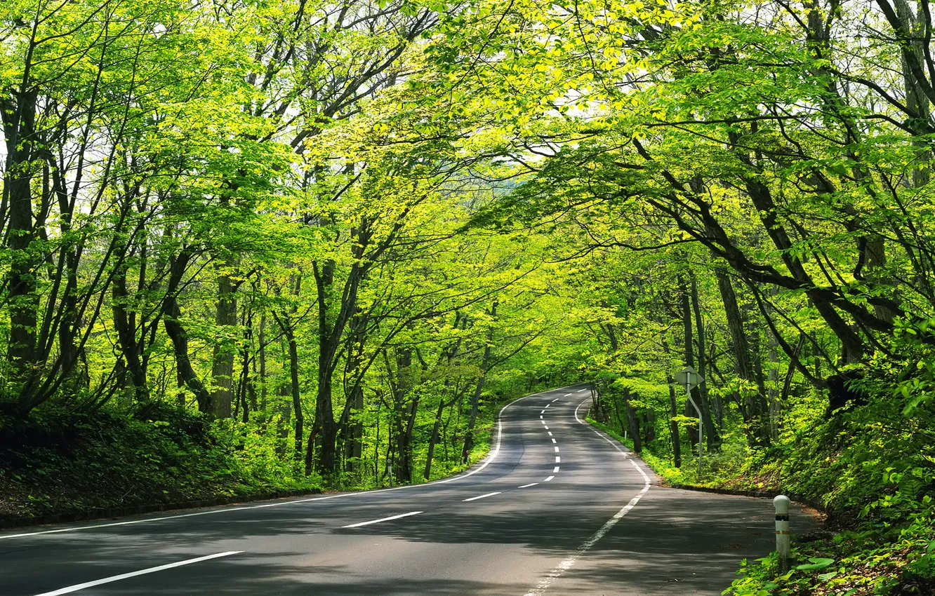 Фото обои дорога, зелень, асфальт, деревья, листва, вьётся