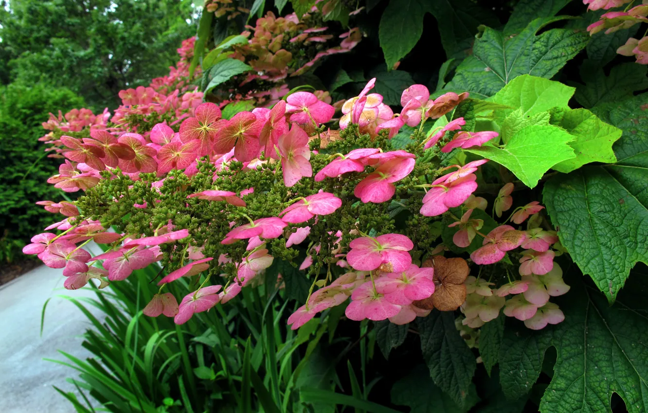 Фото обои Цветочки, Flowers, гортензия, Pink flowers, Hortensia, Розовые цветы, Зелёные листья, Green leaves