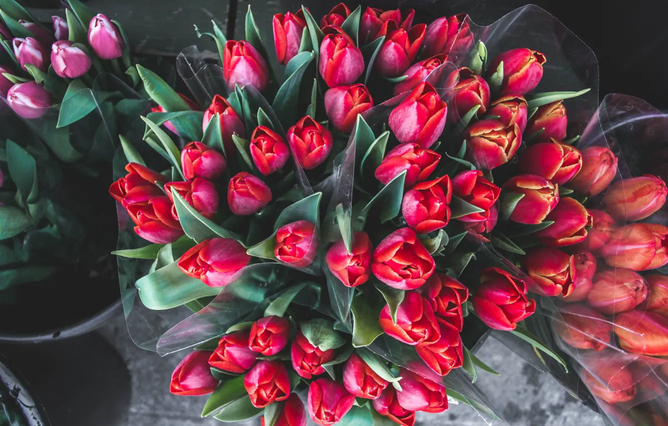 Фото обои flowers, street, tulips