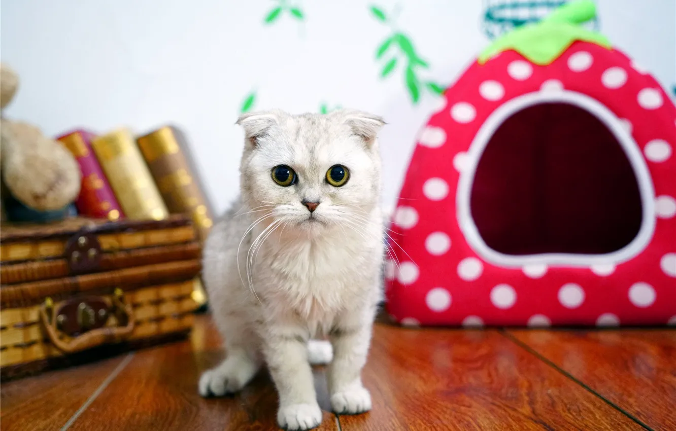 Фото обои кошка, белый, кот, взгляд, комната, книги, вислоухий, пол