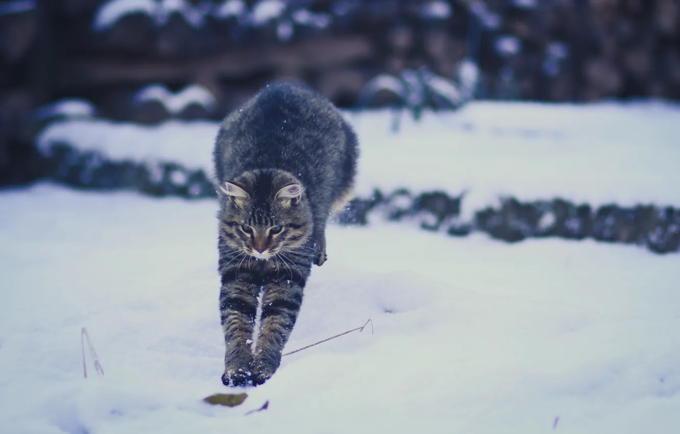 Фото обои зима, кошка, снег, прыжок