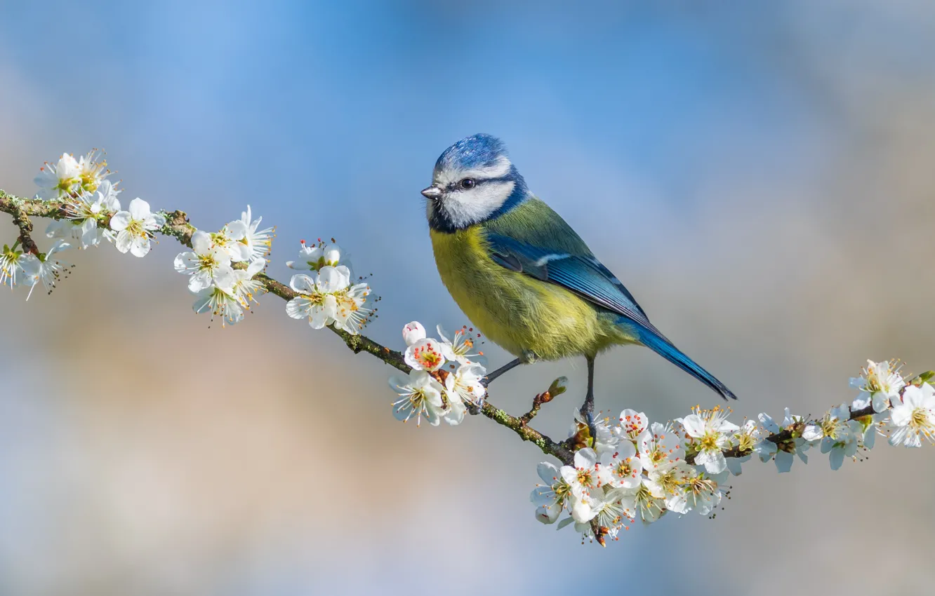 Фото обои цветы, птица, ветка, весна, цветение, синица