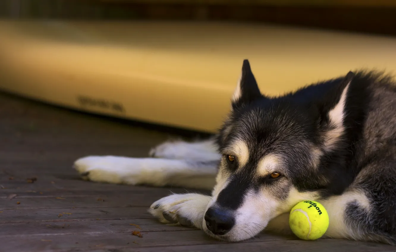 Фото обои взгляд, друг, собака