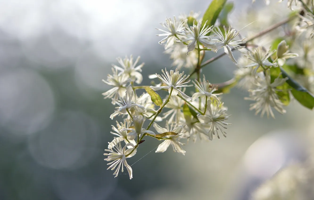 Фото обои flower, nature, Clematis apiifolia