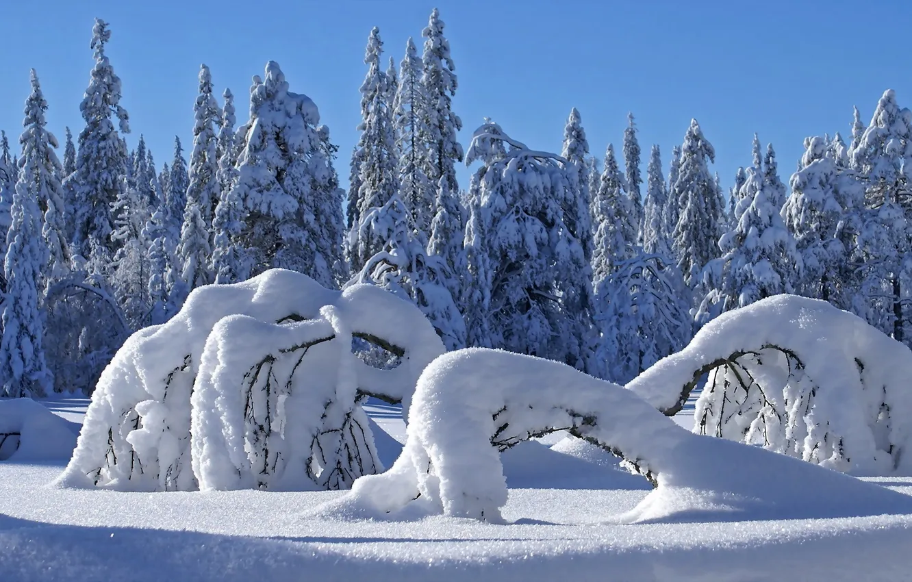 Фото обои зима, лес, природа, сугробы