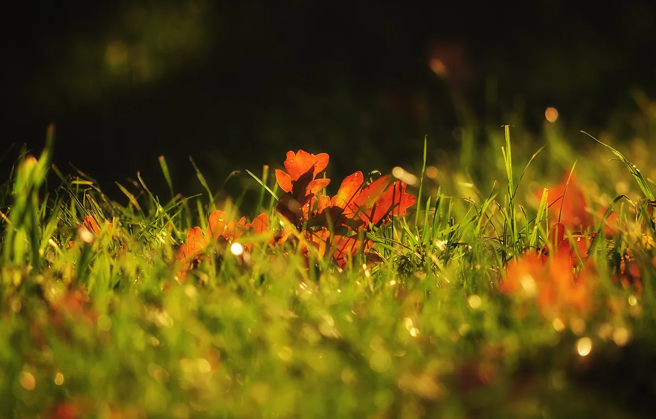 Фото обои осень, трава, макро, листва, зленая, дубовая