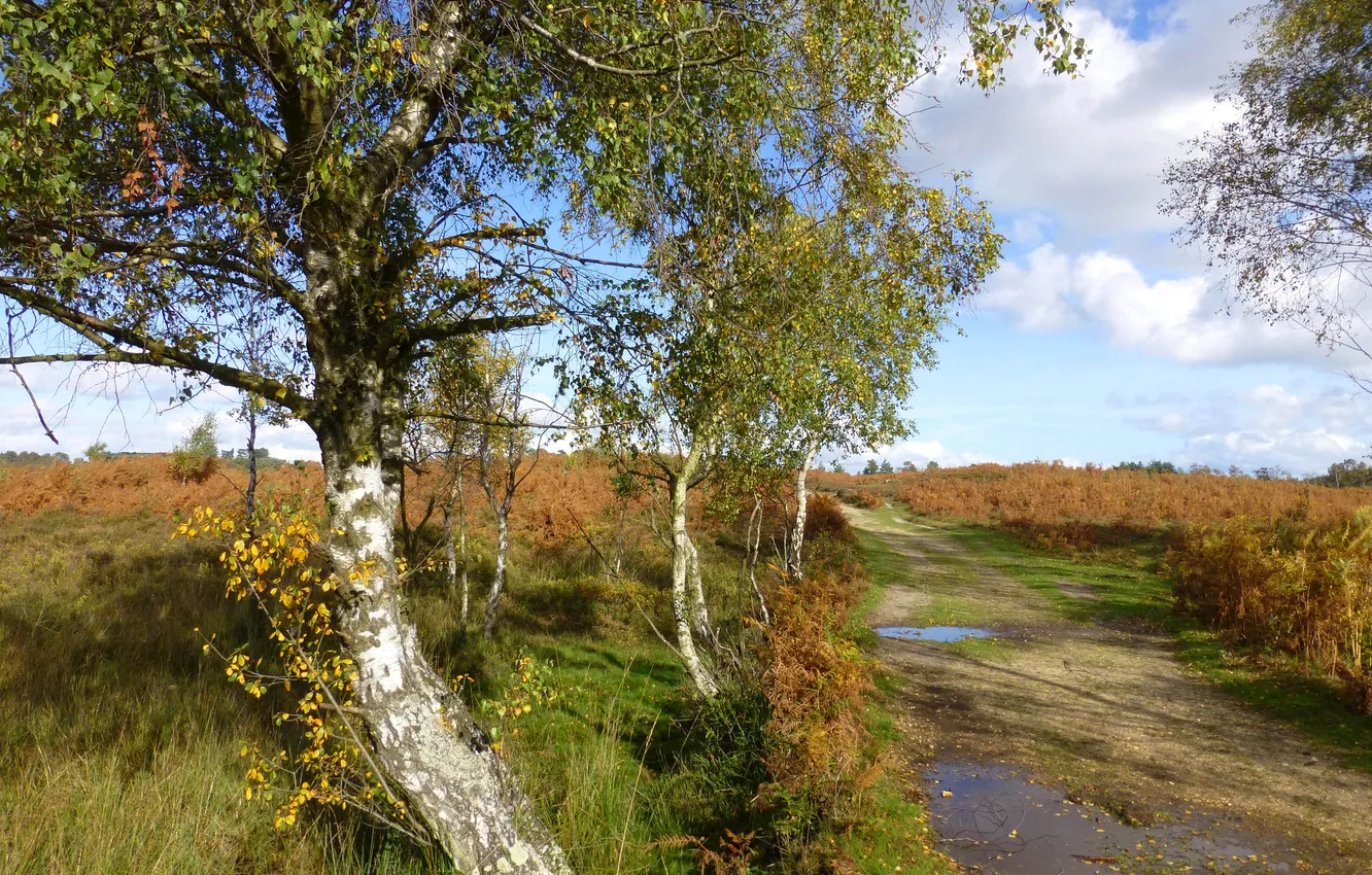 Фото обои дорога, поле, осень, небо, дерево, лужа