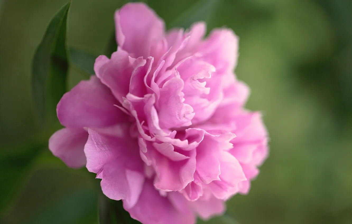 Фото обои зелень, цветок, макро, розовый, лепестки, пион