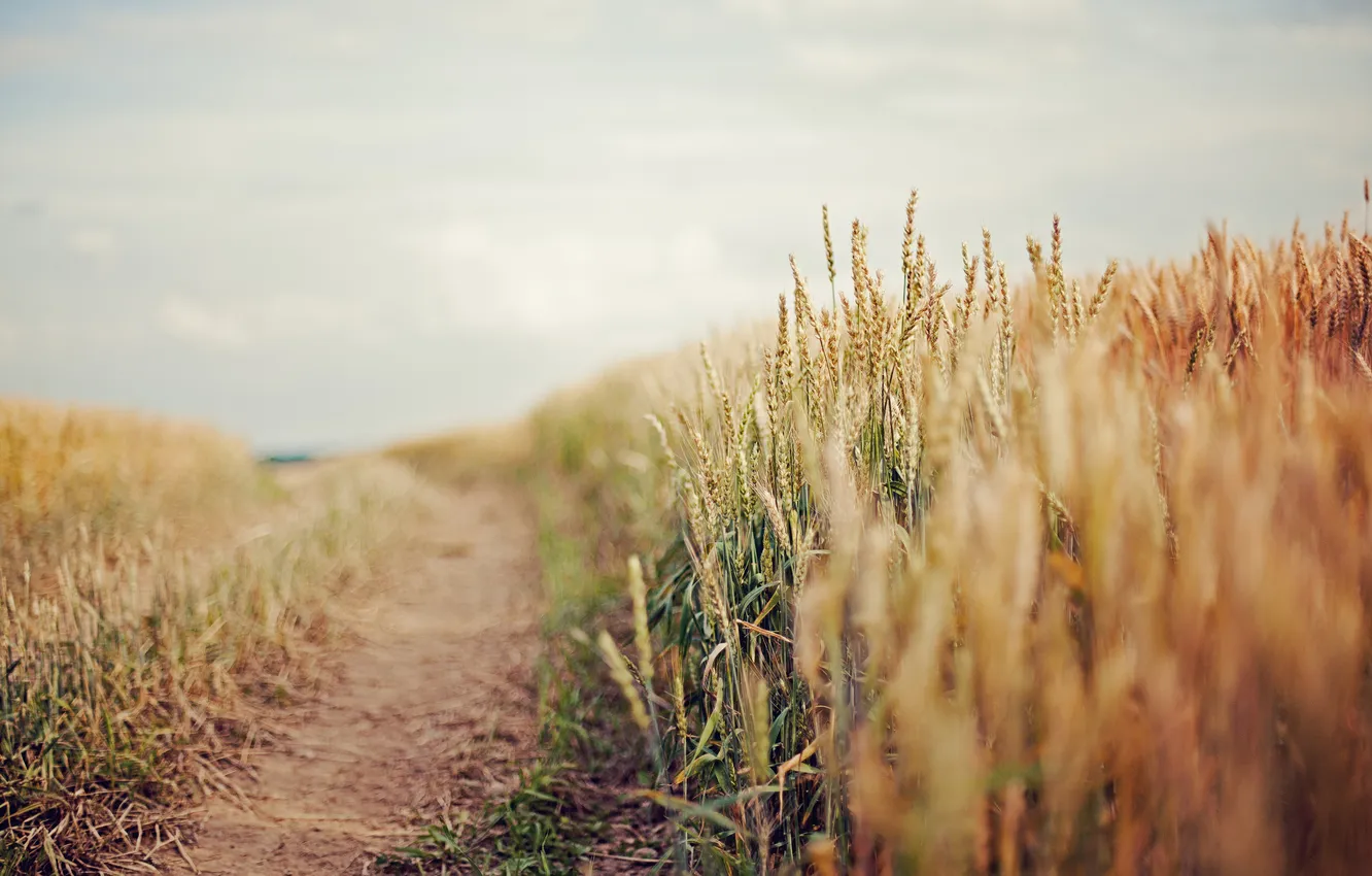 Фото обои дорога, пшеница, поле, небо, колос