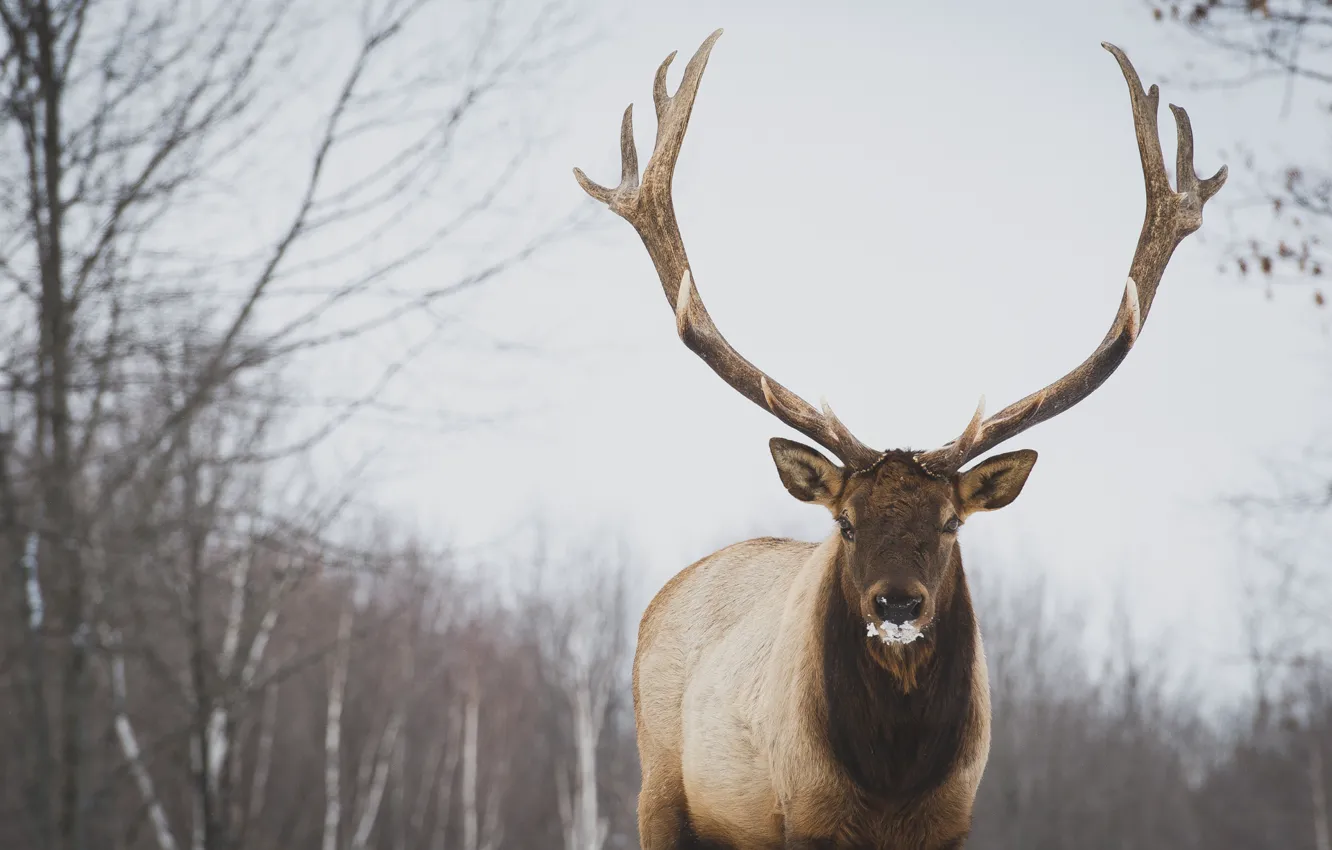 Фото обои Canada, trees, snow, animal, deer, Quebec, mammal, male