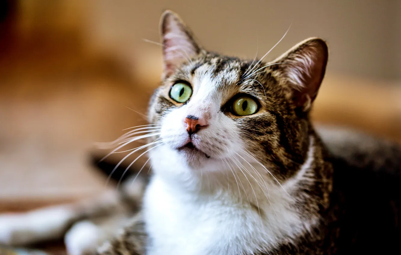 Фото обои кошка, кот, животное, обои, wallpaper, картинка, cat, на рабочий стол