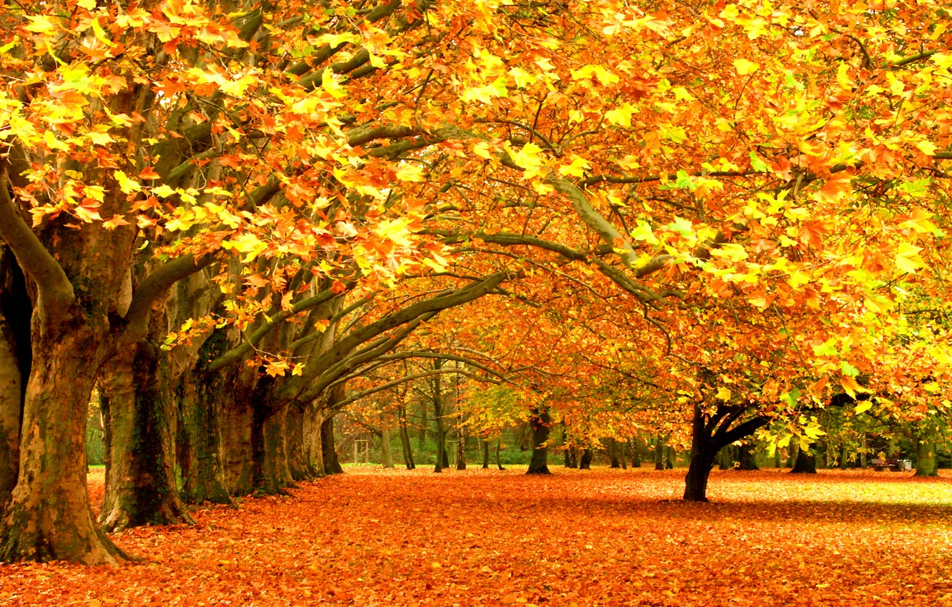 Фото обои листья, деревья, парк, листва, листопад, leaves, лес trees