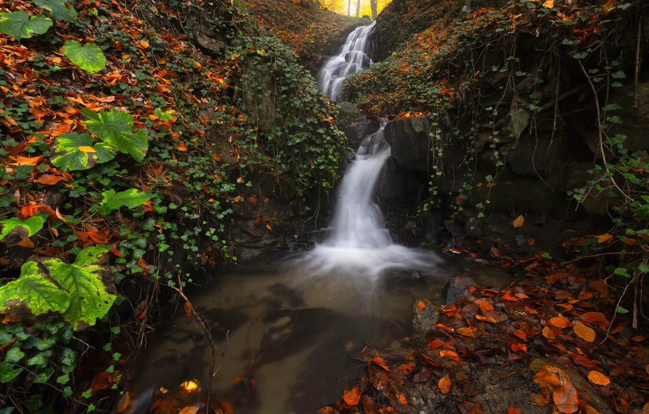 Фото обои осень, листья, камни, водопад, листопад, лианы, осенние