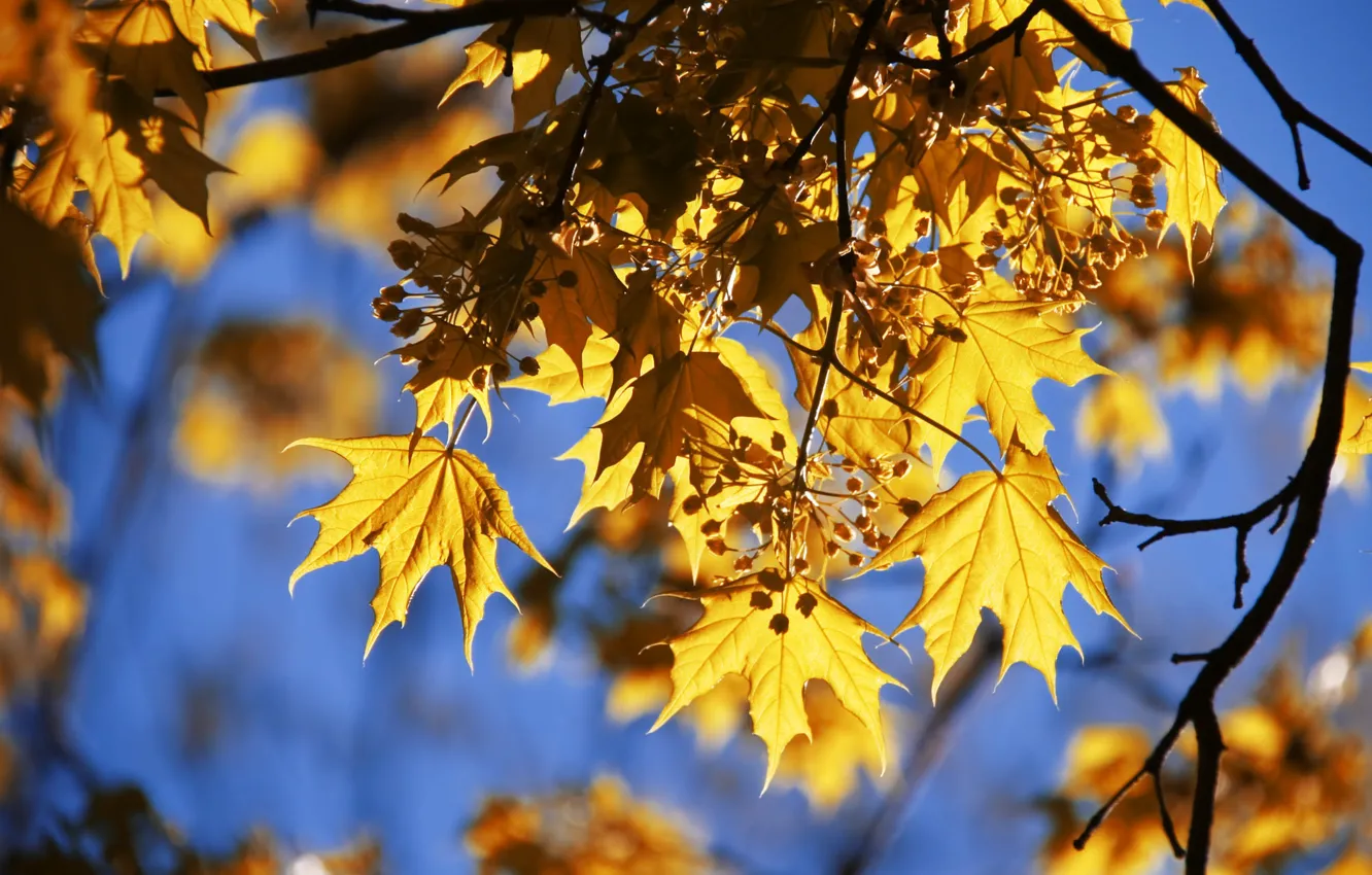 Фото обои осень, небо, свет, ветки, природа, синева, дерево, листва