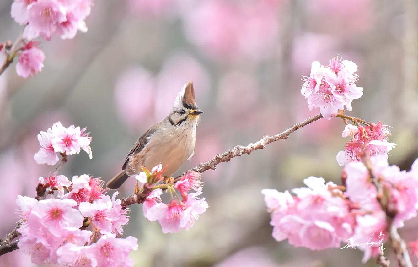 Фото обои ветки, сакура, синица, хохолок