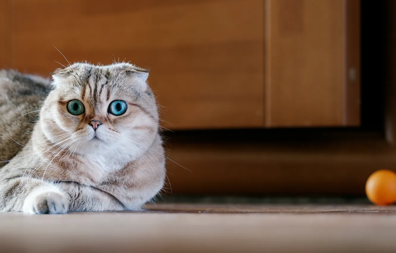 Фото обои глаза, кот, вислоухий, Шотландский