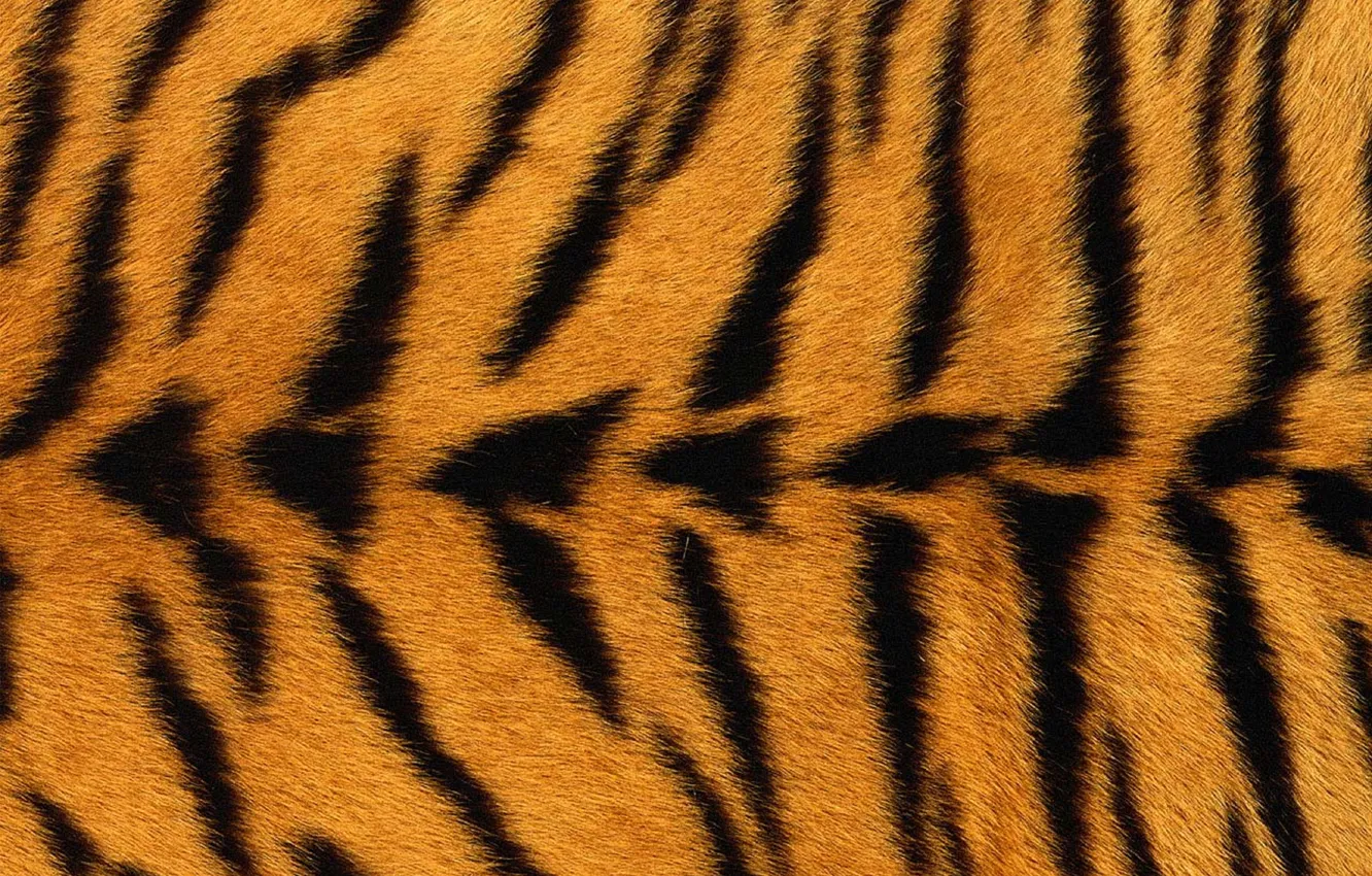Фото обои тигр, текстура, мех, чёрные полосы, жёлтый фон
