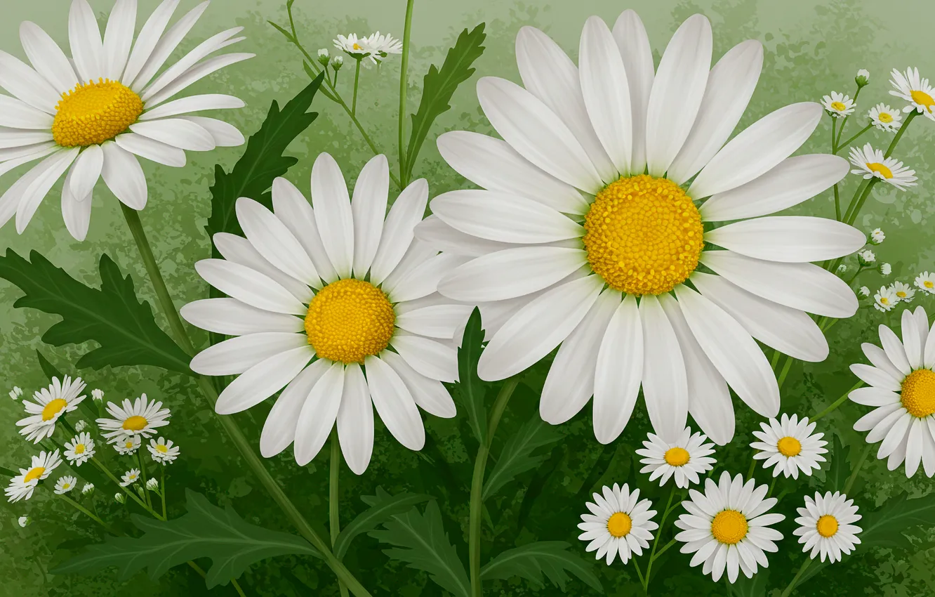 Фото обои цветы, фон, обои, рисунок, ромашки, арт, wallpaper, art