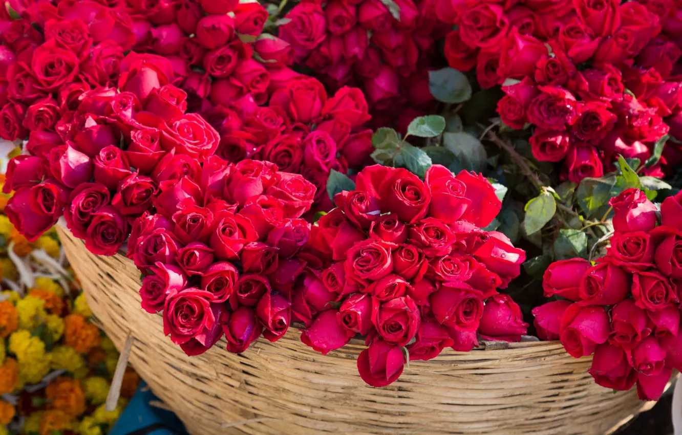 Фото обои цветы, розы, букет, красные