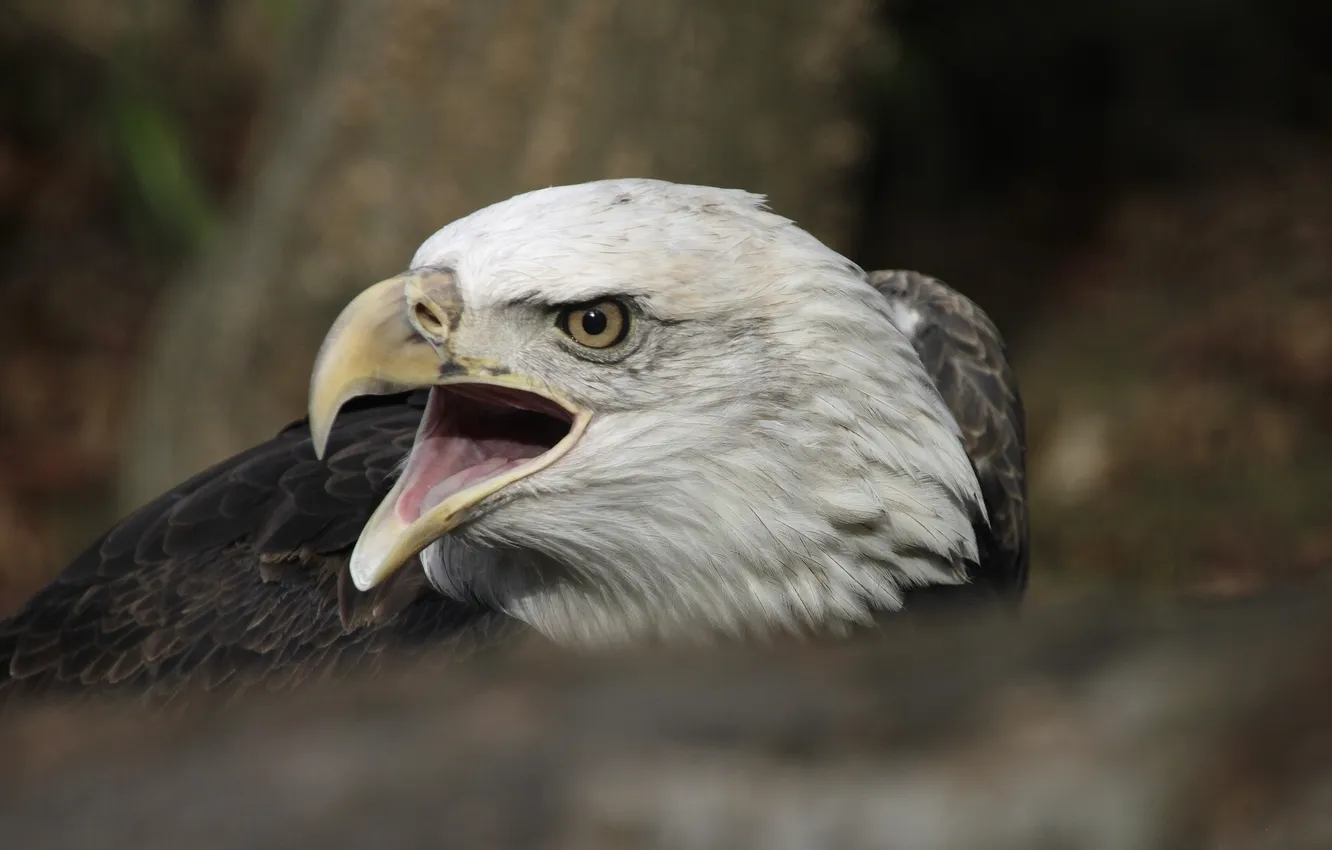Фото обои птица, хищник, Белоголовый орлан