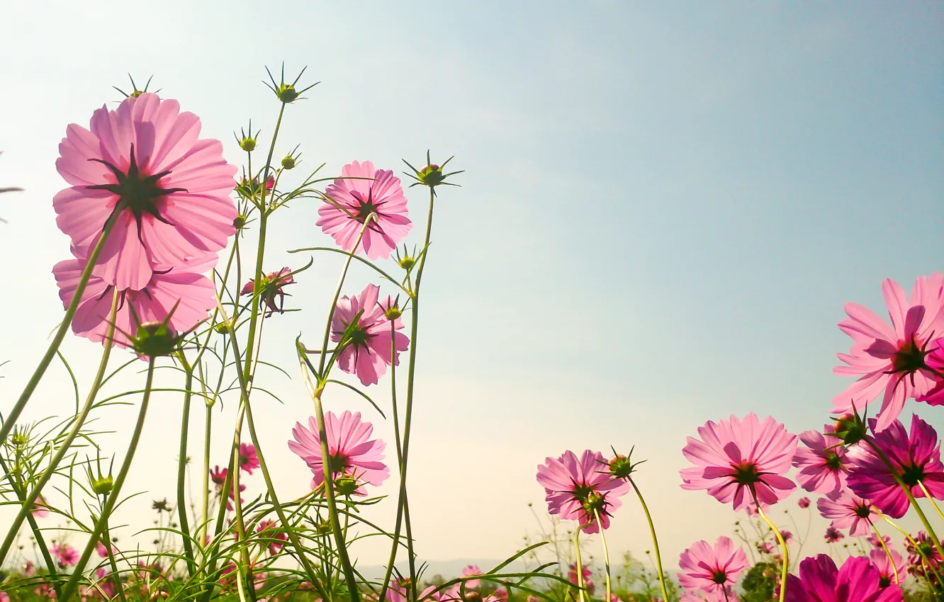 Фото обои поле, лето, цветы, summer, розовые, field, pink, flowers