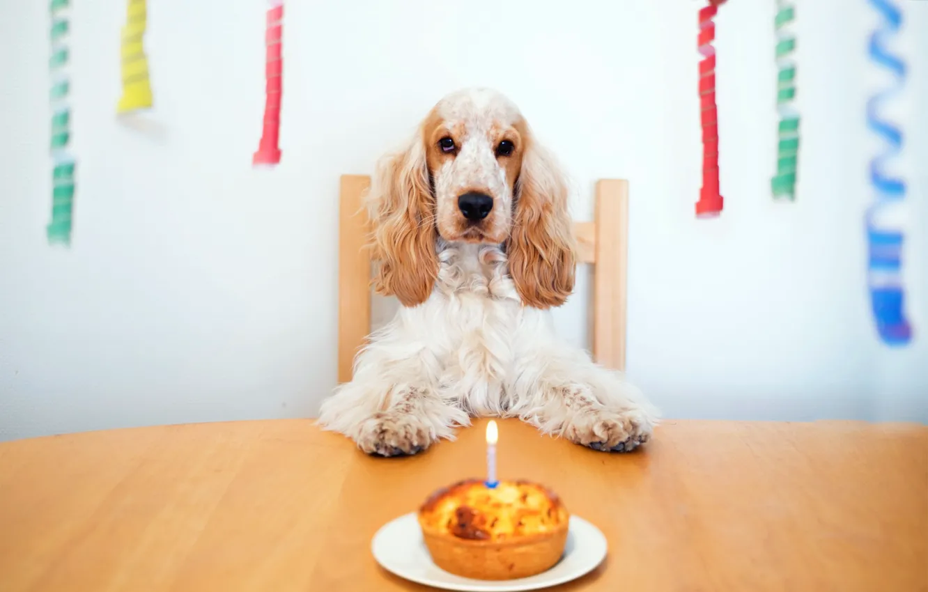 Фото обои дом, собака, Happy Birthday