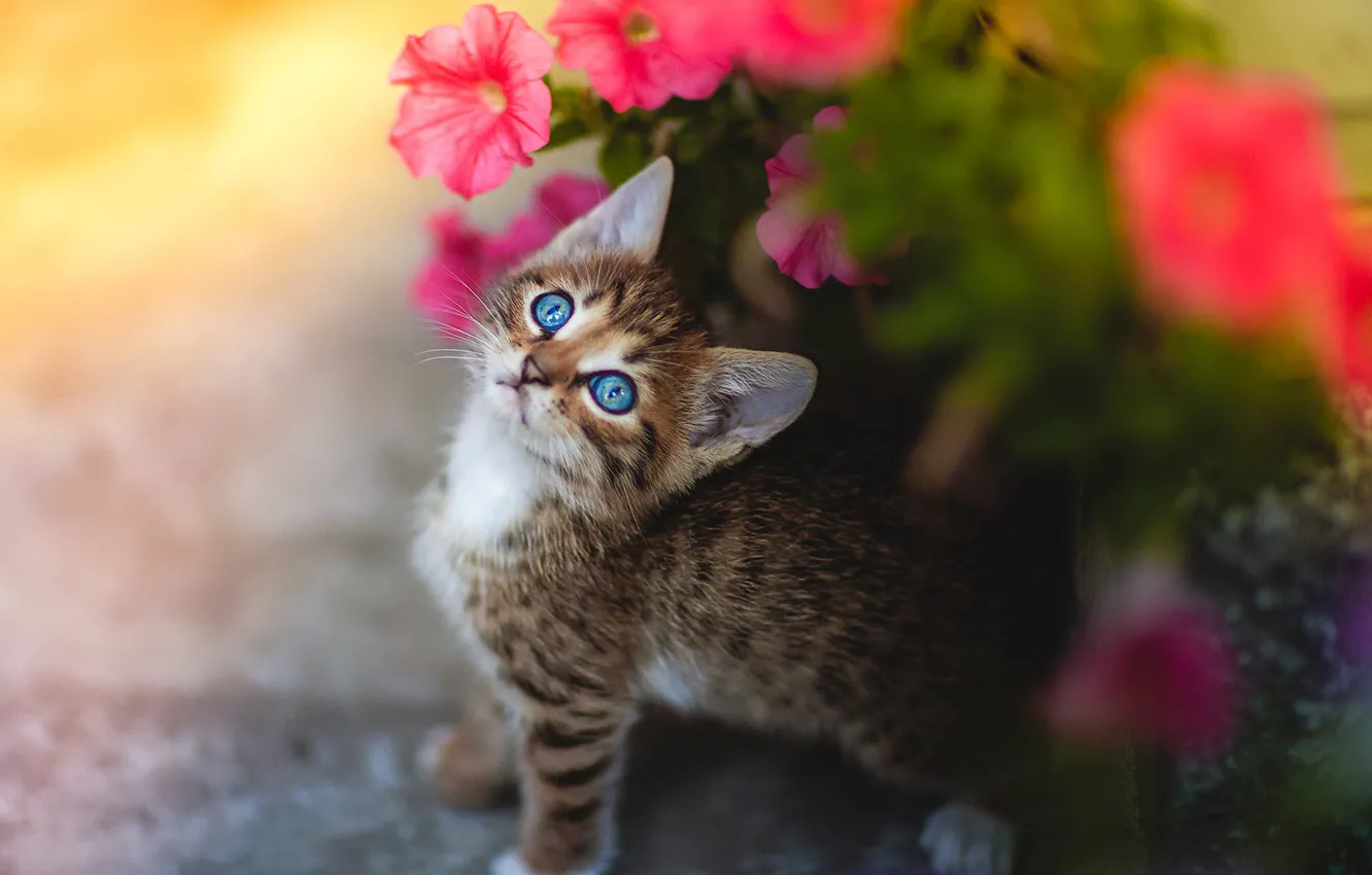 Фото обои взгляд, цветы, малыш, мордочка, котёнок, петуния, голубые глазки