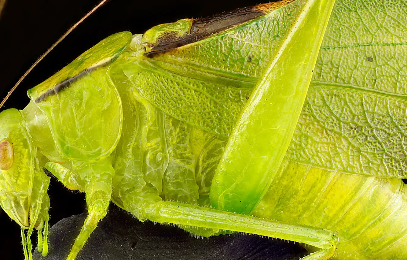 Фото обои крылья, голова, насекомое, кузнечик зелёный