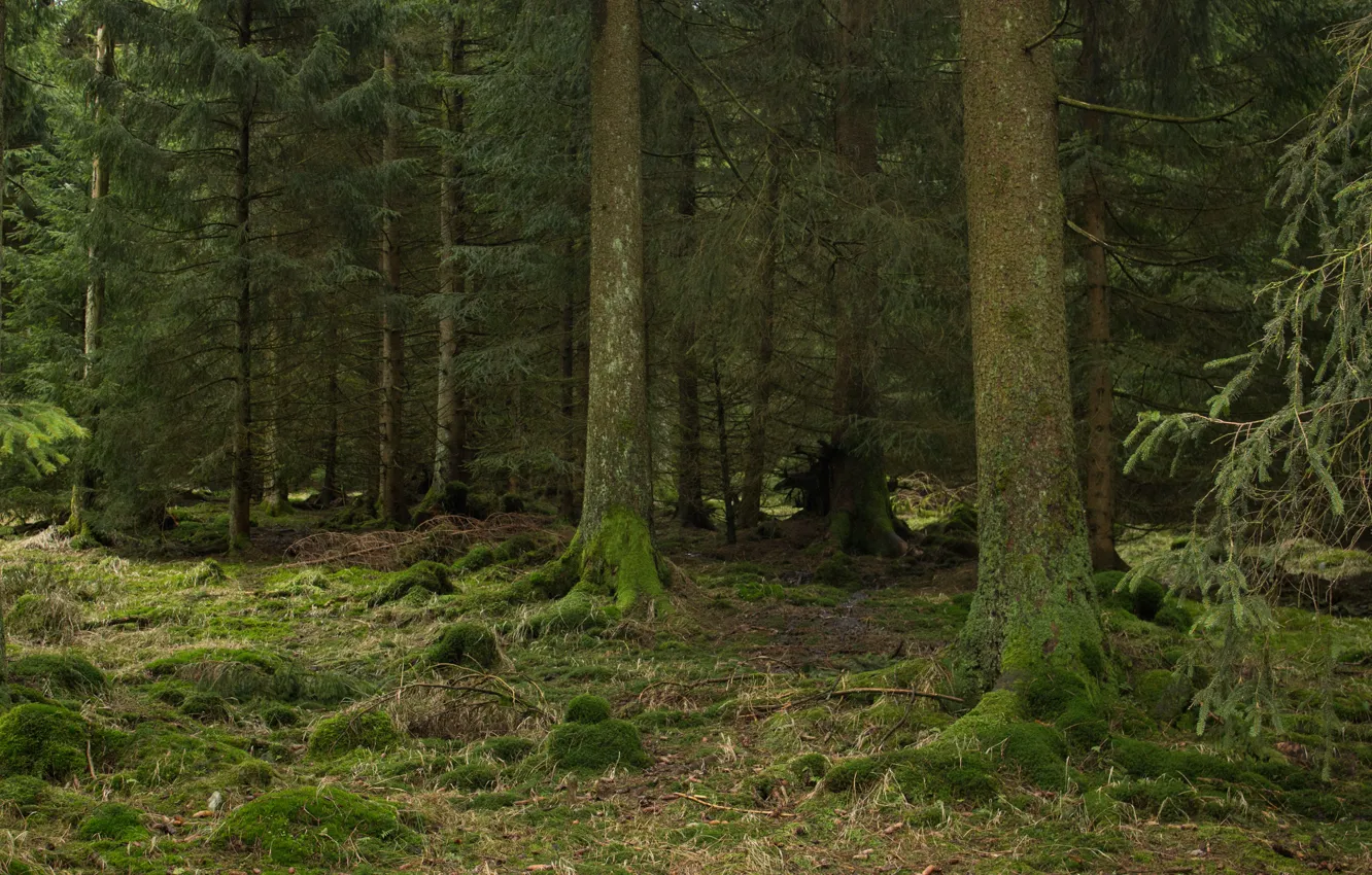 Фото обои лес, деревья, природа, мох, Германия, Нижняя Саксония