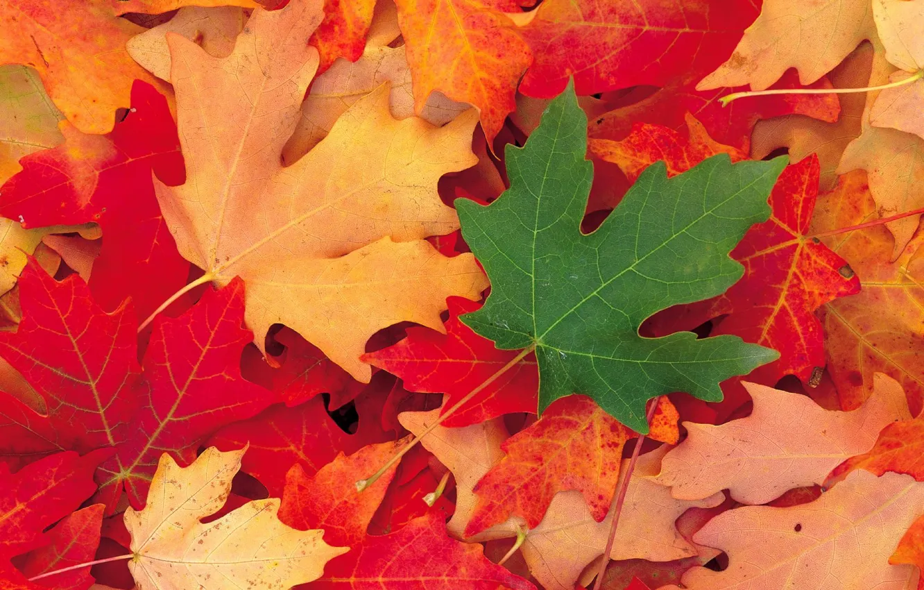 Фото обои Осень, Листья, Клен
