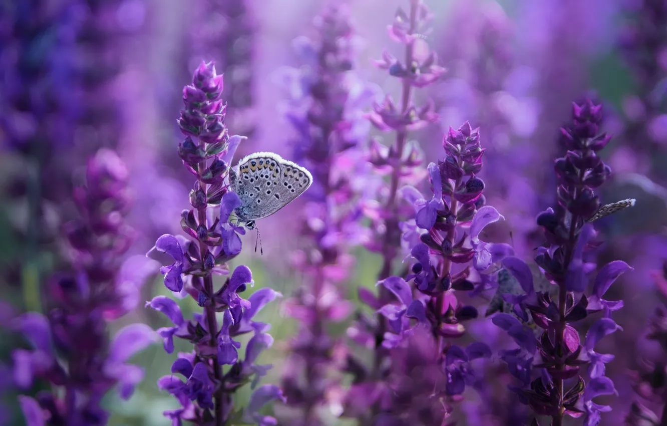 Фото обои фиолетовый, бабочка, люпин