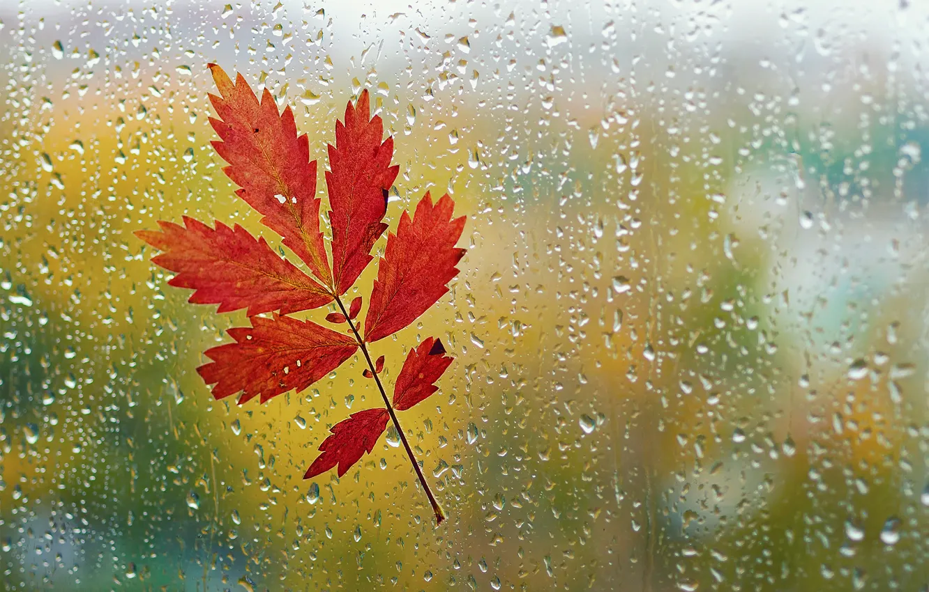 Фото обои осень, стекло, капли, макро, лист, дождь, окно